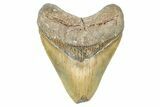 Serrated, Fossil Megalodon Tooth - North Carolina #371663-1